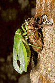 Northern greengrocer cicada hatching