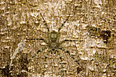 Brown huntsman spider