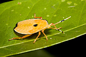 Bronze orange stink bug instar