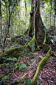 Rainforest trees with buttress roots