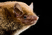 Little Broad-nosed Bat