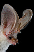 Lappet-eared Bat