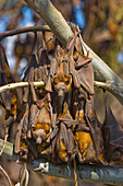 Bats hanging from tree branches