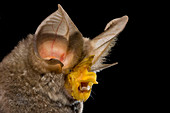 Large-eared Horseshoe Bat