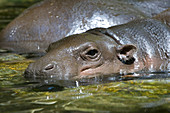 Pigmy Hippopotamus