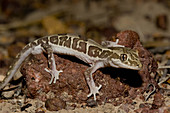 Box-patterned Gecko