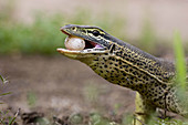 Yellow-spotted Monitor