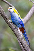 Pale-headed Rosella