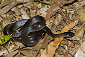 Slaty-grey Snake
