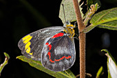 Common Jezabel Butterfly