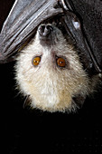 Vanuatu Flying Fox