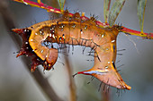 Caterpillar of Neola Moth