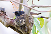 Willie Wagtail on nest
