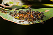 Pale Imperial Hairstreak Caterpillar