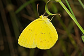 Small Grass Yellow Butterfly,Australia