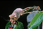 Prehensile-tailed Rat (Pogonomys sp.)