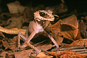 Chameleon Gecko (Carphodactylus laevis)