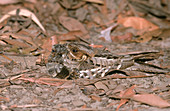 Nightjar camouflaged with chick