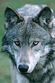 Gray Wolf