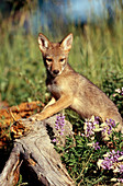 Coyote (Canis latrans) pup near den