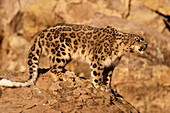 Snow Leopard (Panthera uncia) snarling