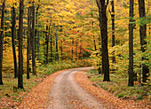 Forest road in fall
