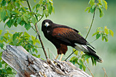 Harris' Hawk (Parabuteo unicinctus)