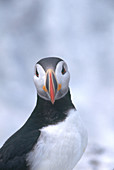 Atlantic Puffin