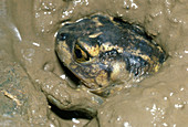 Spadefoot Toad Burrows into Mud