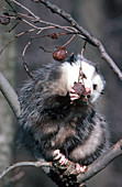 Opossum Eating Persimmons
