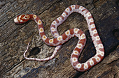 Albino Red Corn Snake