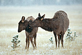 Elk with young