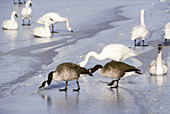 Canada Geese and Tundra Swans