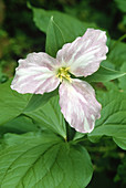 Large-flowered Trillium