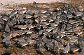 Red Knots feed on Horseshoe Crab Eggs