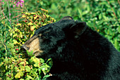 Black Bear Eating Raspberries