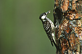 Red-cockaded Woodpecker with food at nest