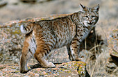 Bobcat