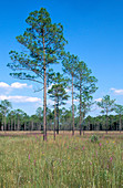 Apalachicola National Forest