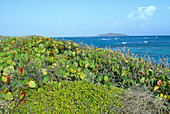 Sea Grapes on St. Croix