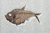 Diplomystus dentatus Fossil