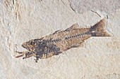 Fossil of a Fish Swallowing Another Fish