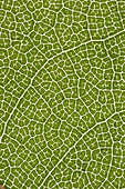 Swamp Cottonwood Leaf Vein Pattern