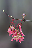 Red Maple Seeds in Spring
