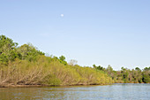Black Willow along Congaree River