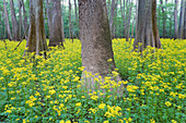 Butterweed,Congaree National Park
