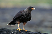 Striated Caracara