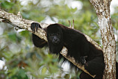 Guatemalan Howler Monkey