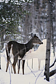 Albino and Normal White-tailed Deer