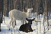 Albino and Normal White-tailed Deer